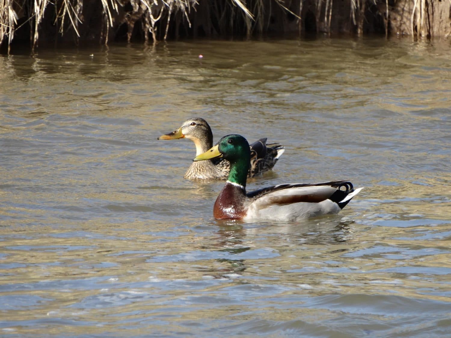 Ducks on a river