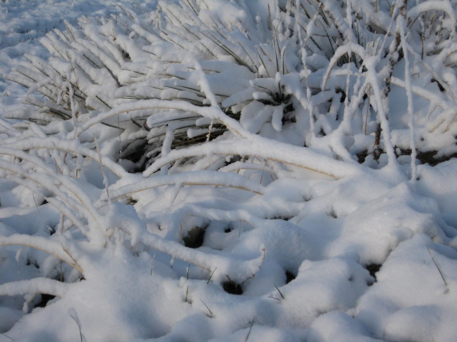 bushes with snow on them