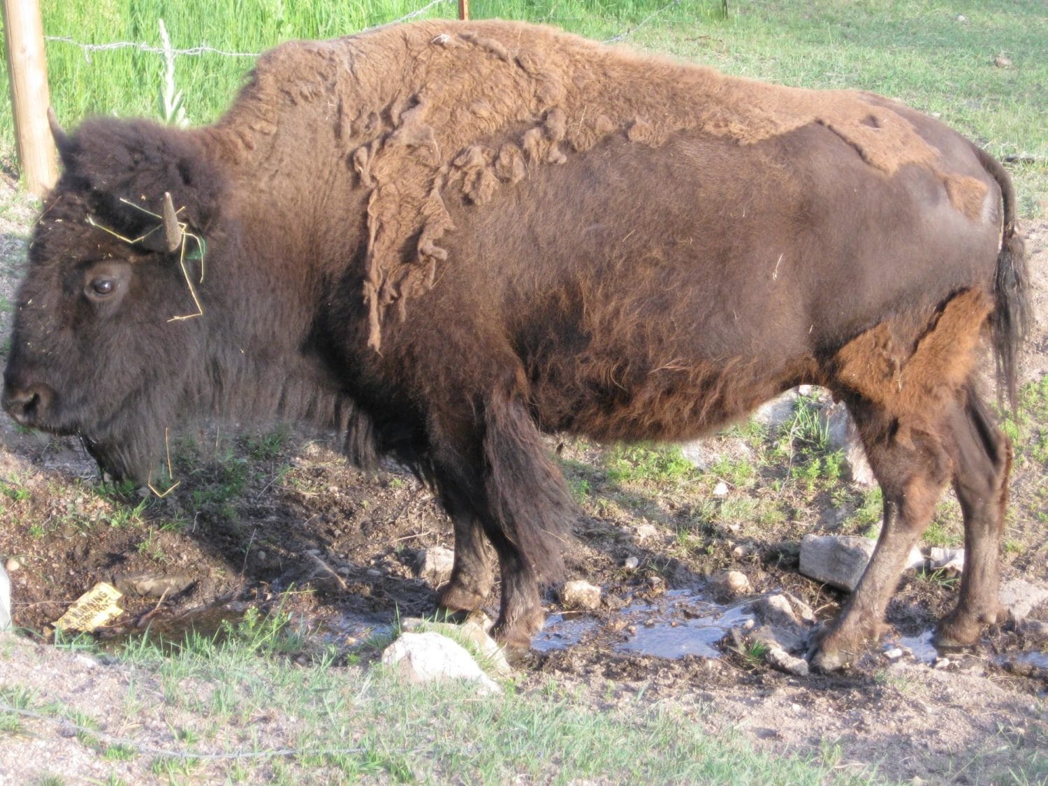 Buffalo shedding in the spring.