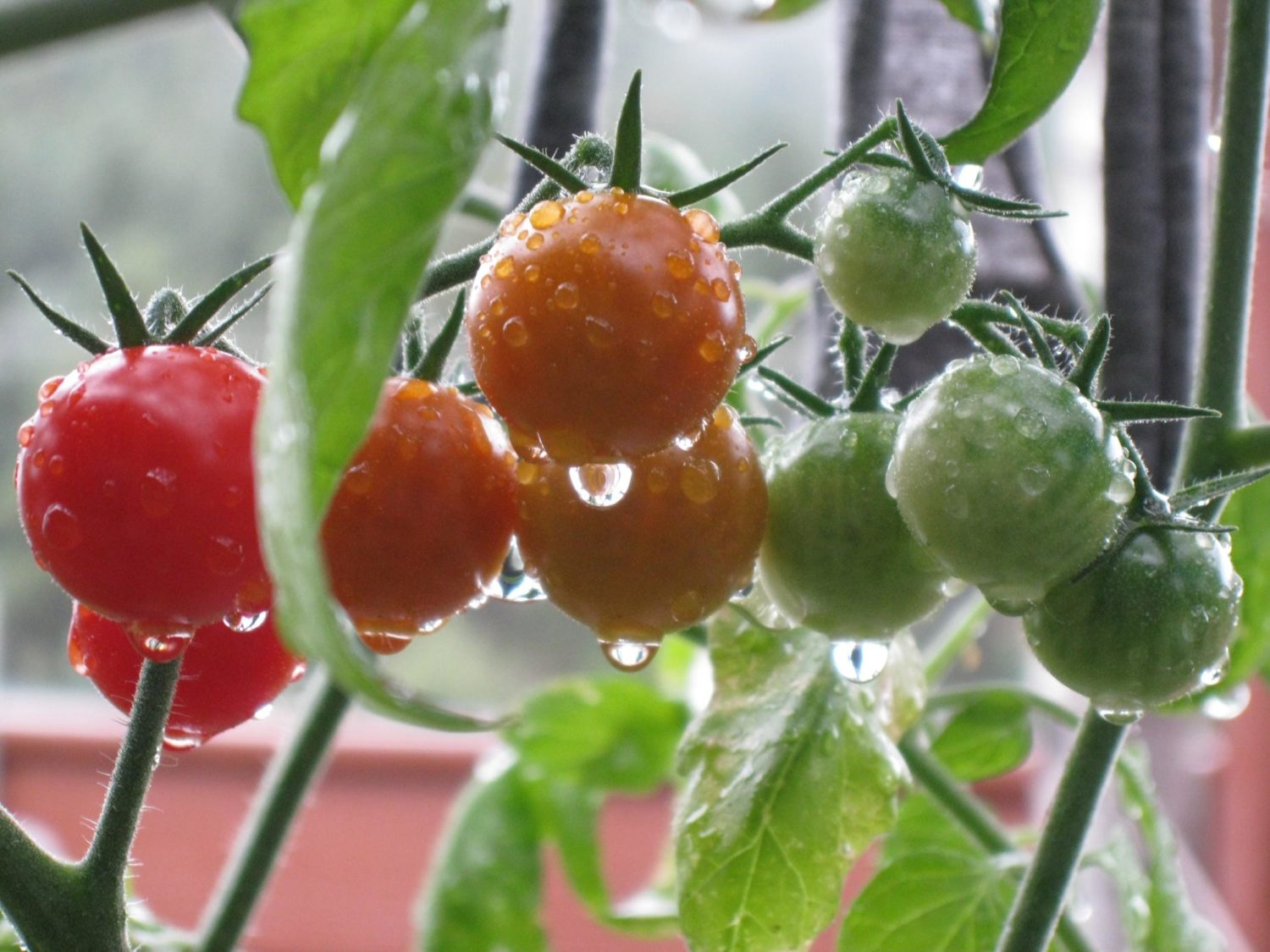 multiple color of tomato's dripping with water.